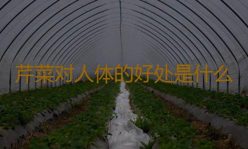 芹菜对人体的好处是什么？