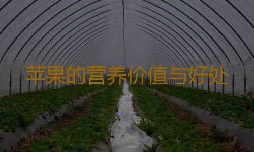 苹果的营养价值与好处